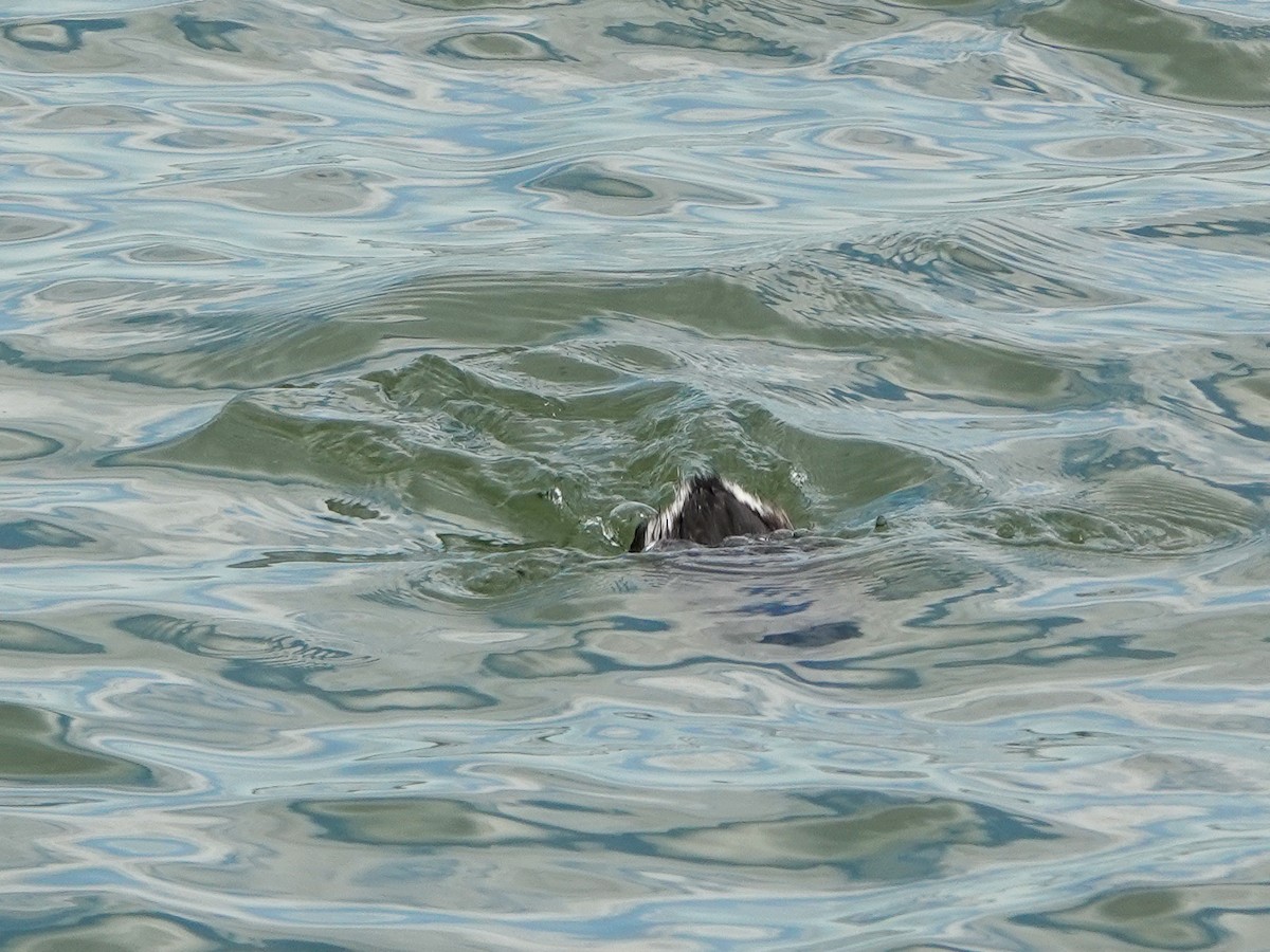 Horned Grebe - ML437219811