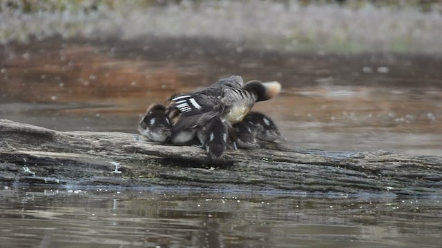 Hooded Merganser - ML437221181