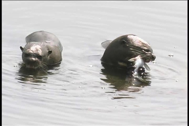 Giant Otter - ML437222