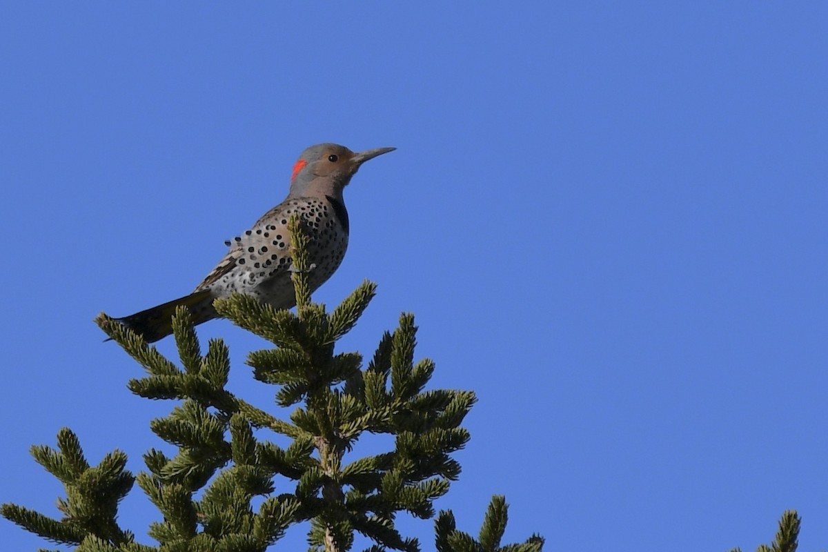Northern Flicker (Yellow-shafted) - ML437222551
