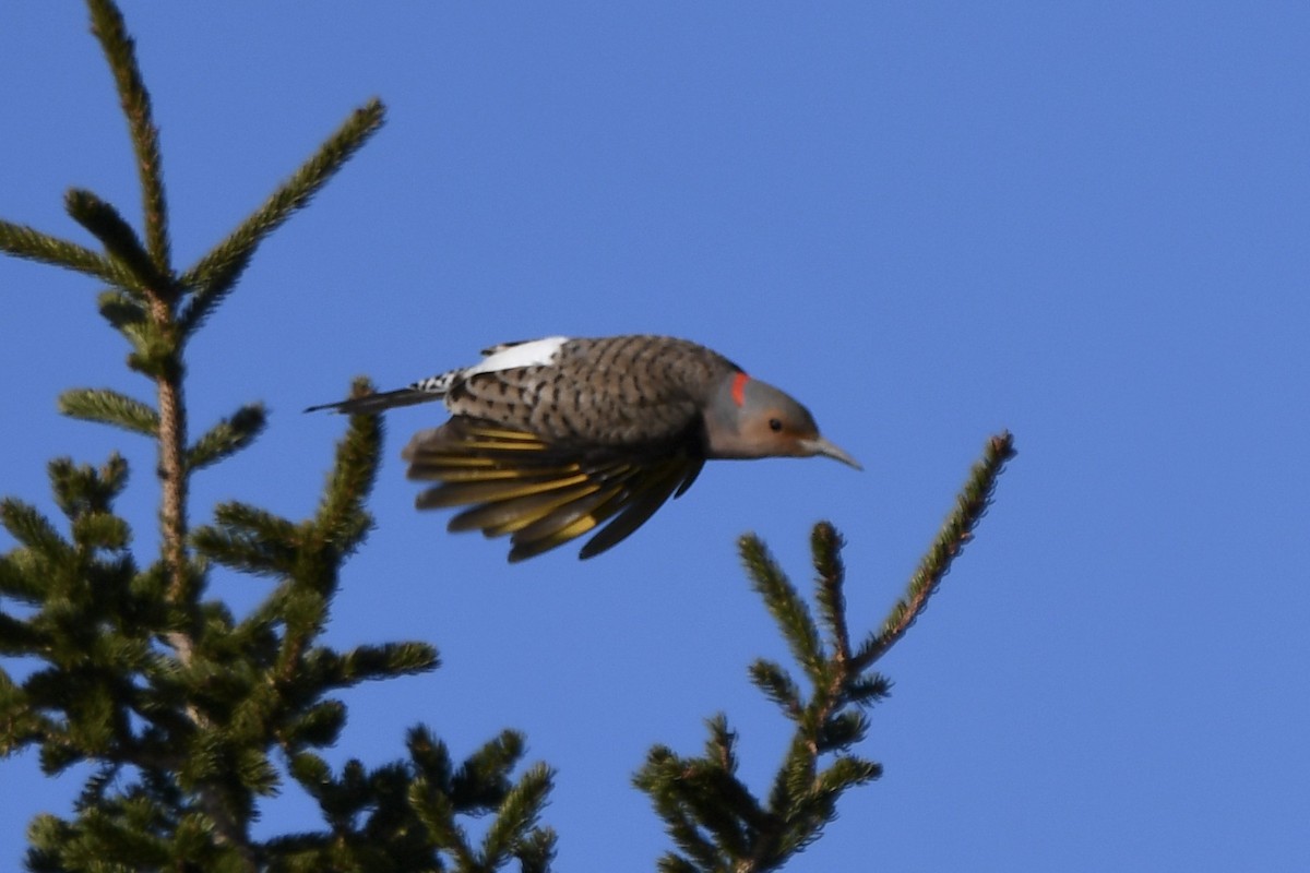 Northern Flicker (Yellow-shafted) - ML437222751
