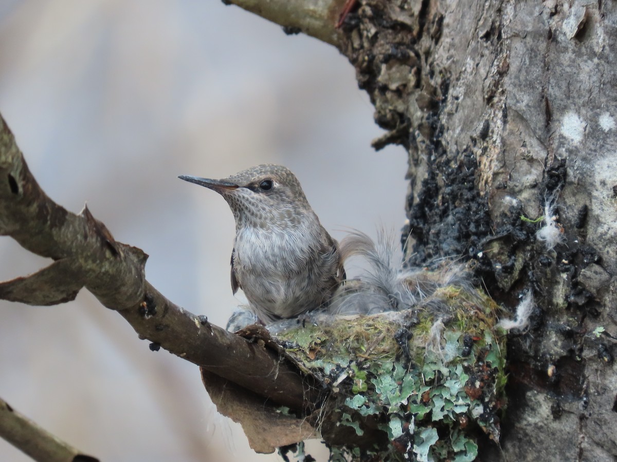 Anna's Hummingbird - ML437223501