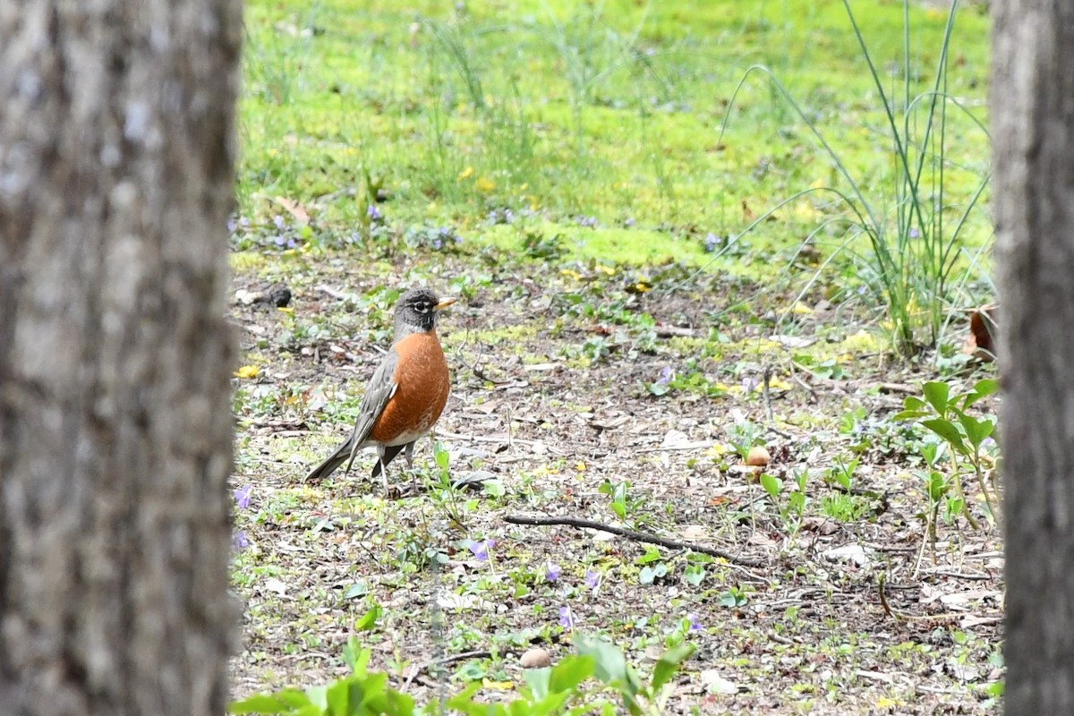 American Robin - ML437226191