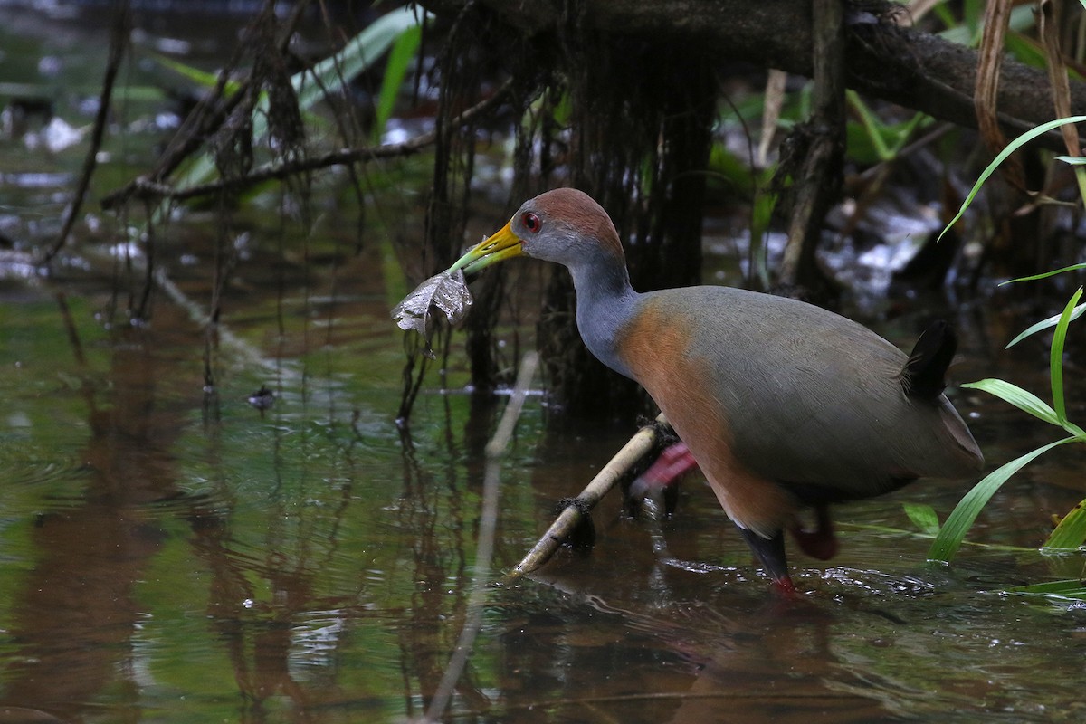 Russet-naped Wood-Rail - Dave Beeke