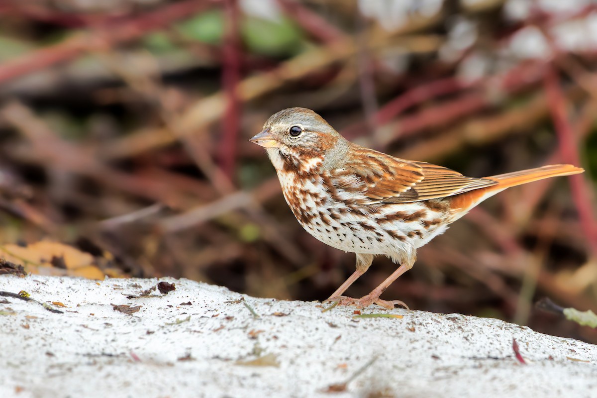 Fox Sparrow - ML437227261