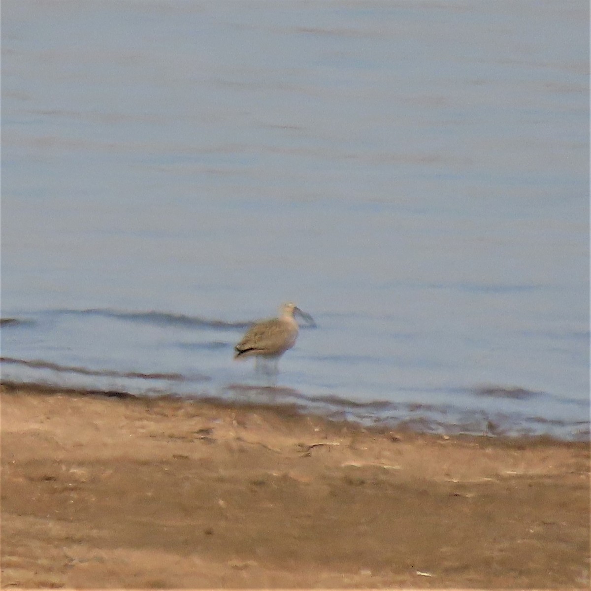 Long-billed Curlew - ML437227421