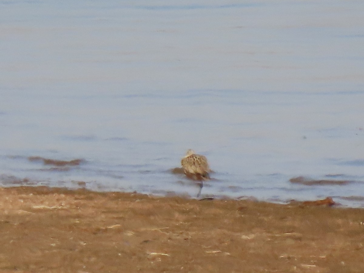 Long-billed Curlew - ML437227451