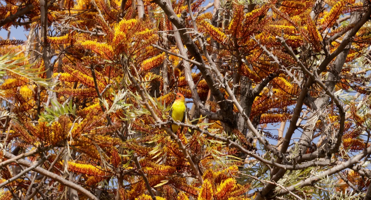 Western Tanager - ML437228161