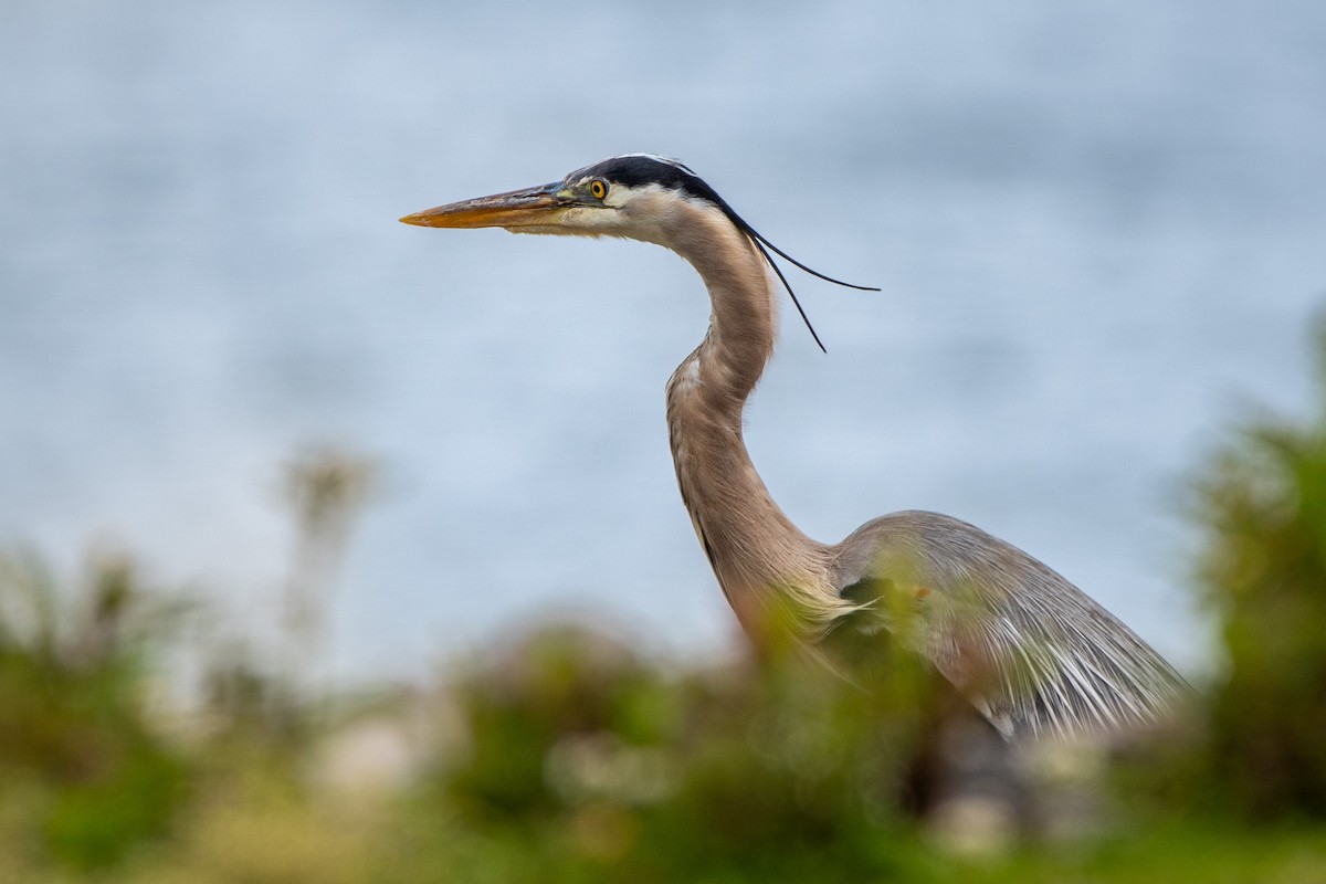 Great Blue Heron - ML437228561