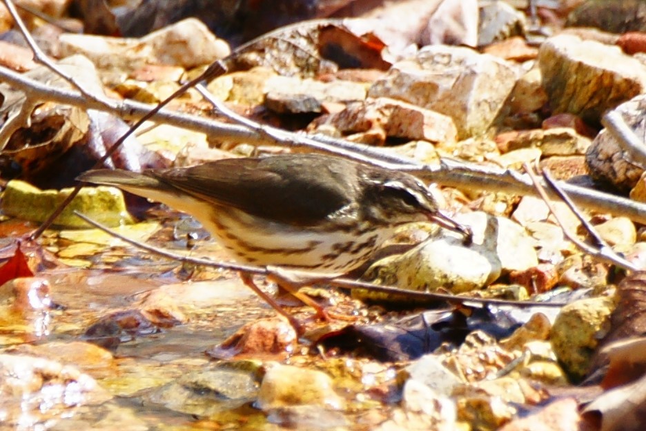 Northern Waterthrush - ML437228651