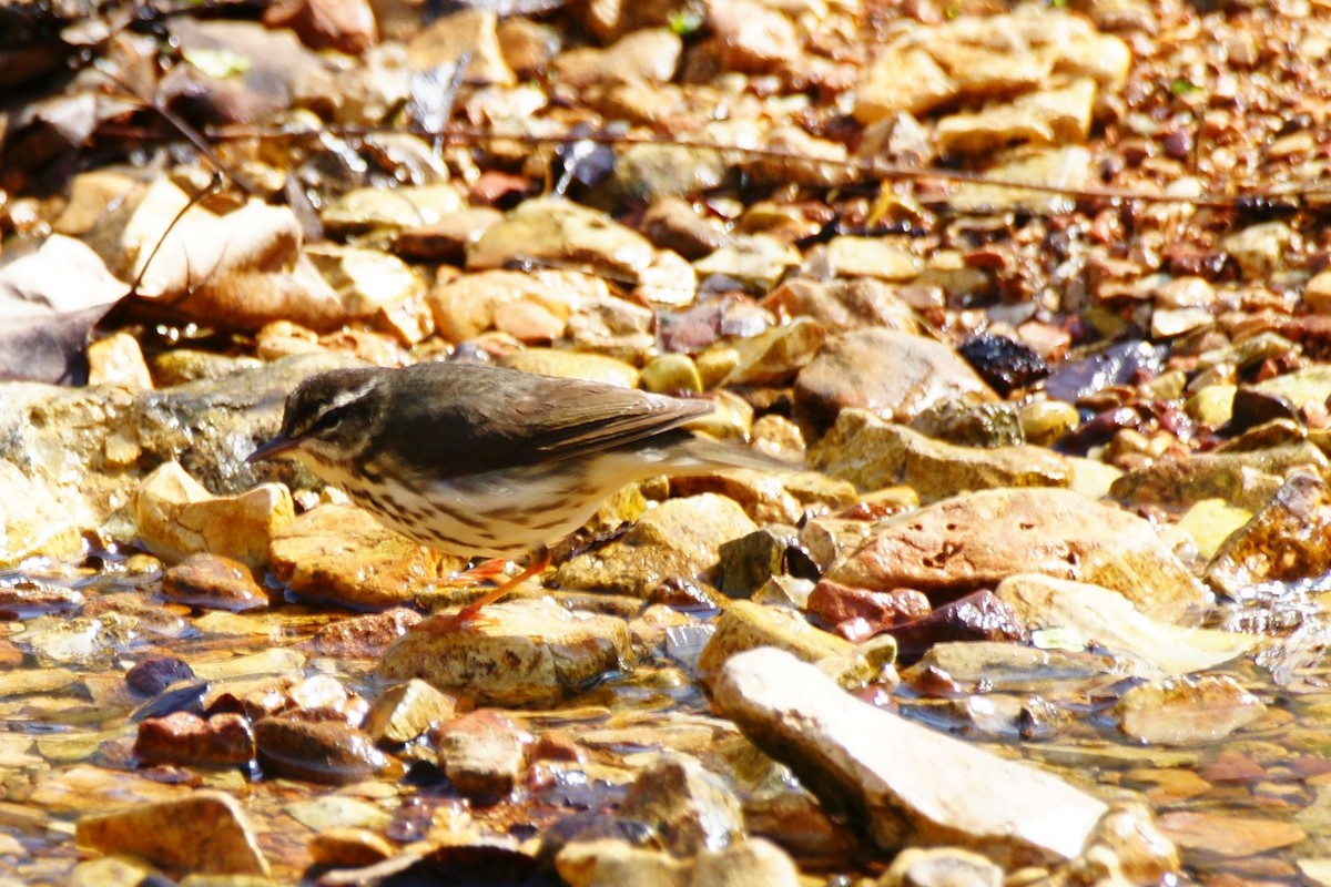 Northern Waterthrush - ML437228671