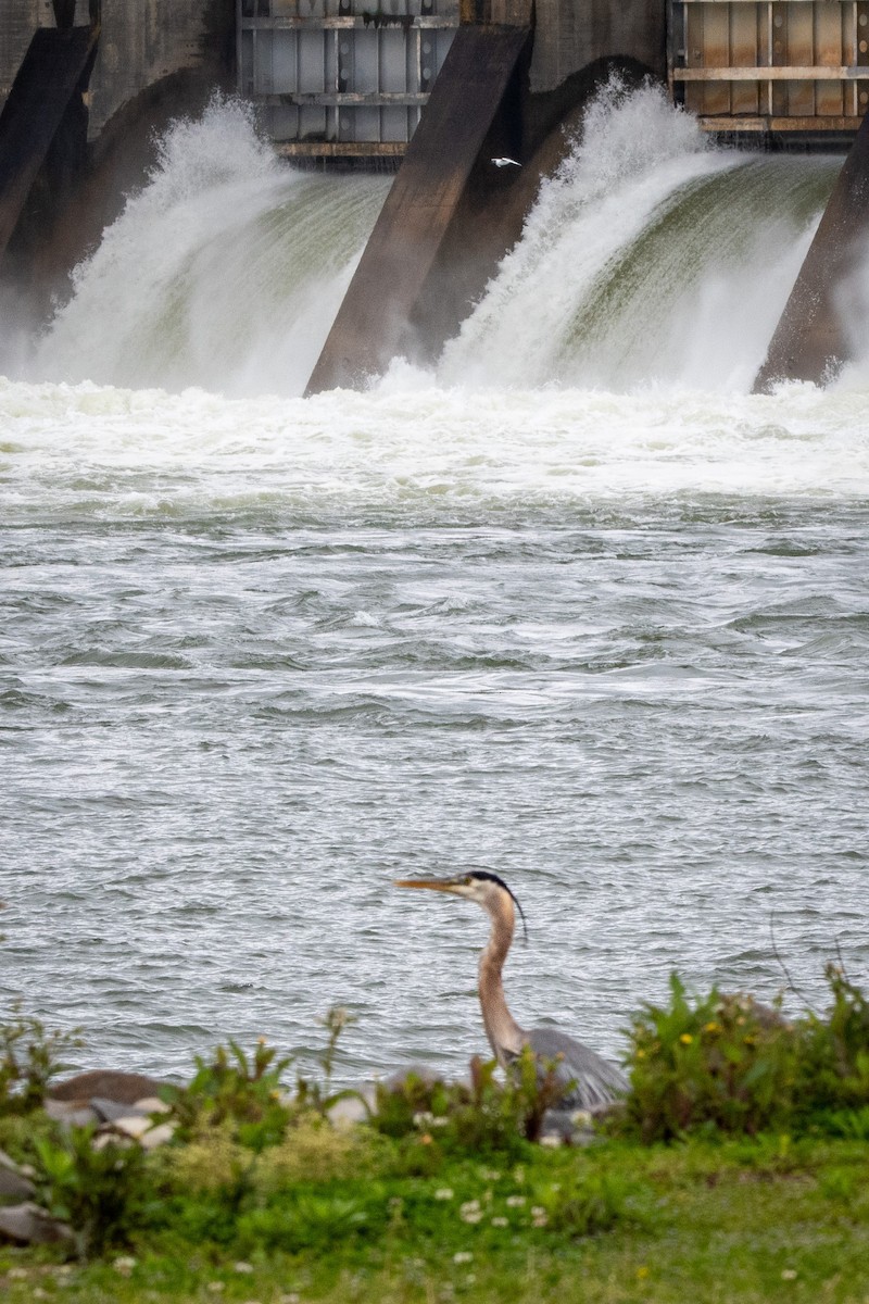 Great Blue Heron - ML437228831