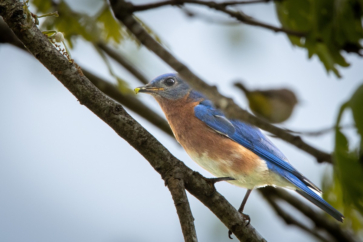 Eastern Bluebird - ML437229541