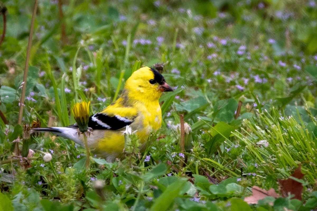 American Goldfinch - ML437229611