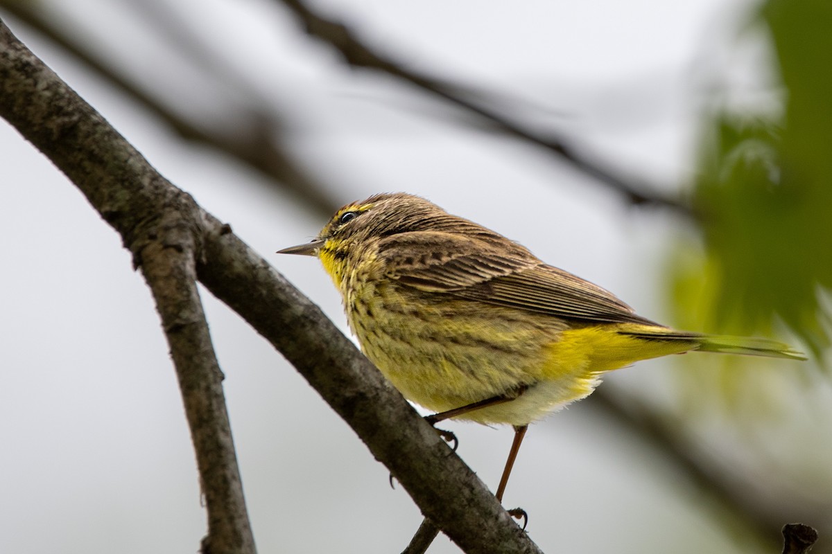 Palm Warbler - ML437229741