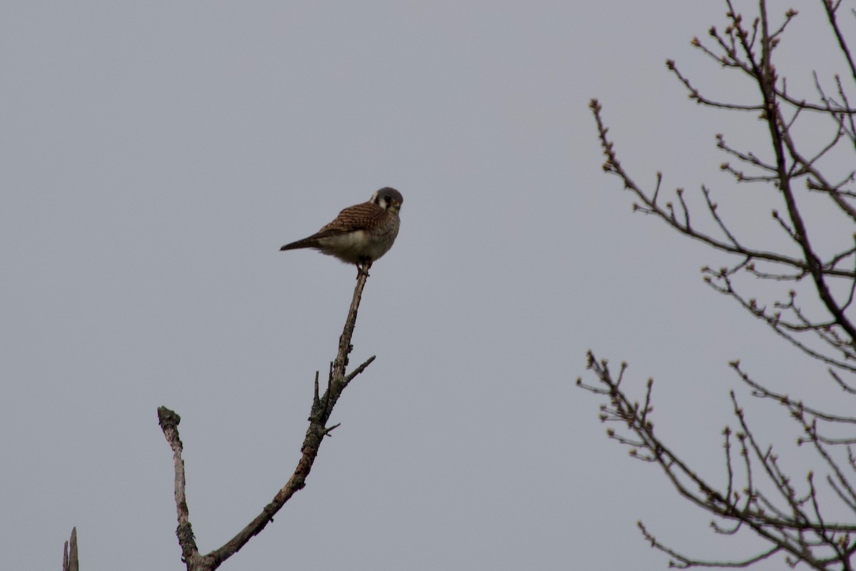 American Kestrel - ML437229791