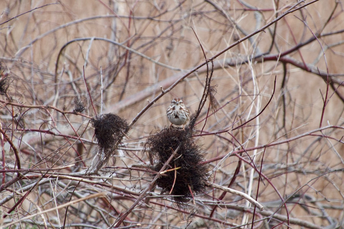 Song Sparrow - ML437229871