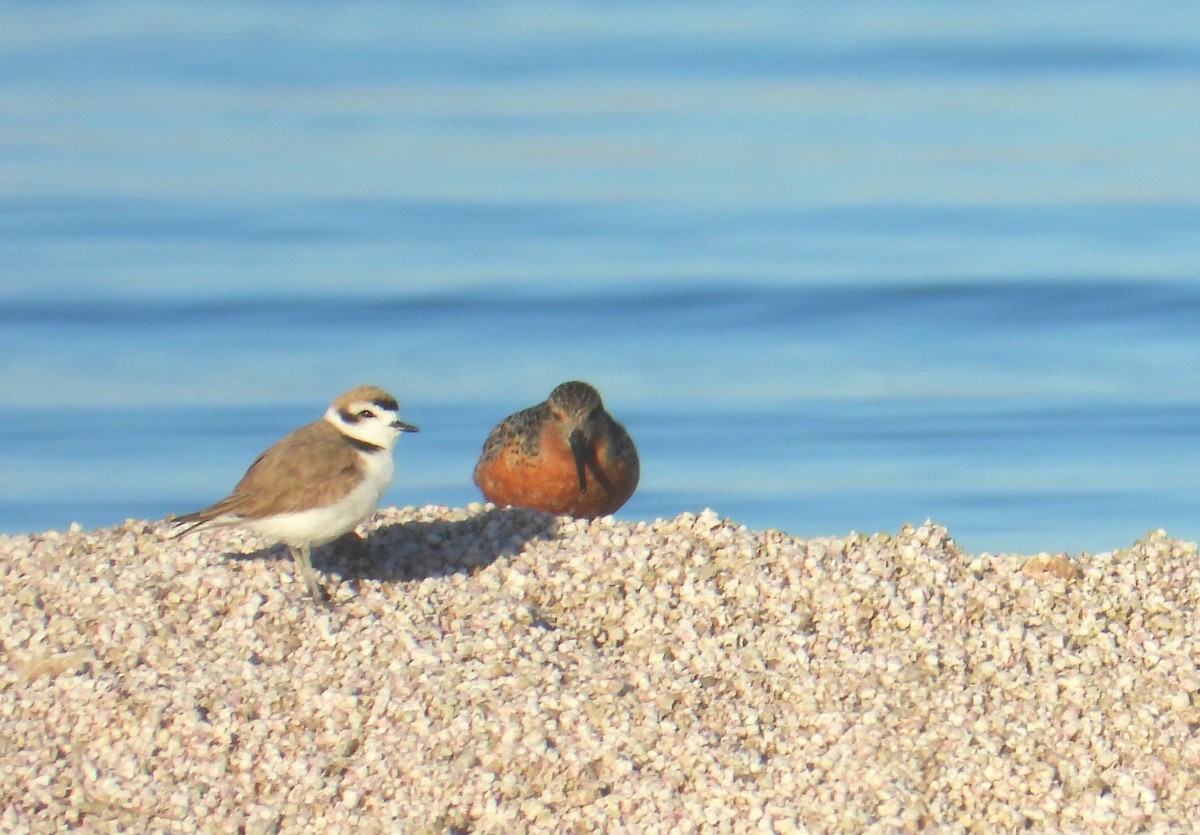 Snowy Plover - Greg Cross