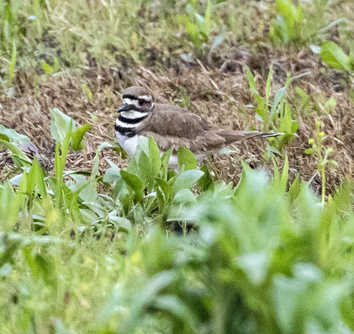 Killdeer - ML437231131