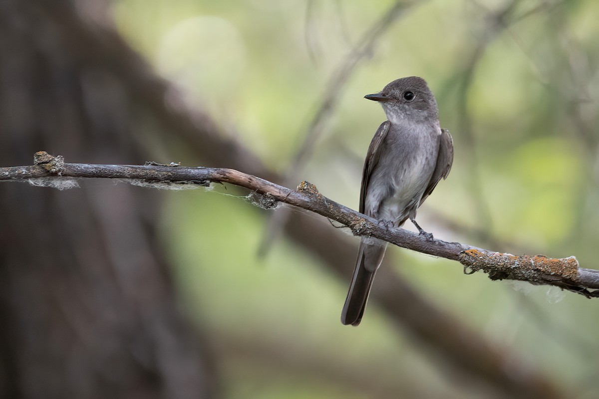 Western Wood-Pewee - Mason Maron