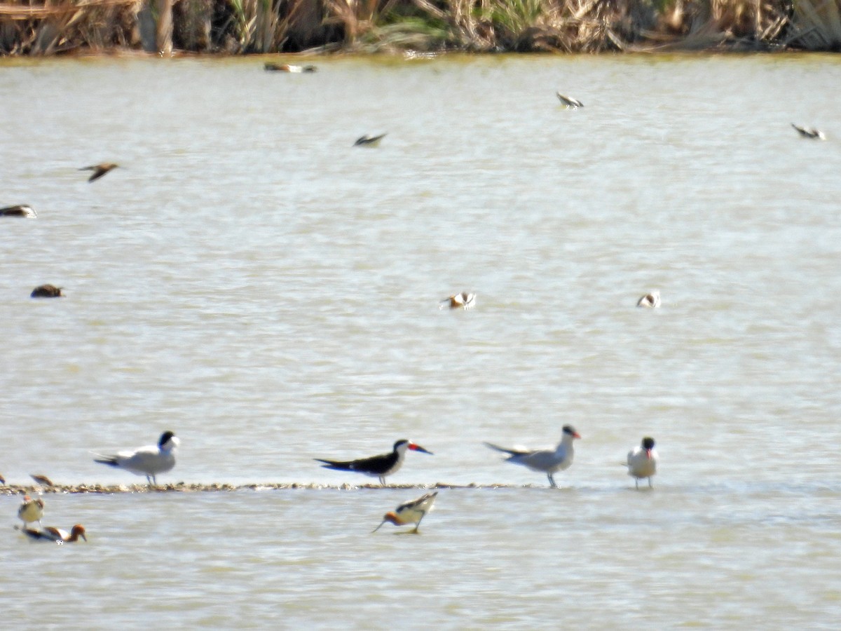 Чёрный водорез - ML437232221