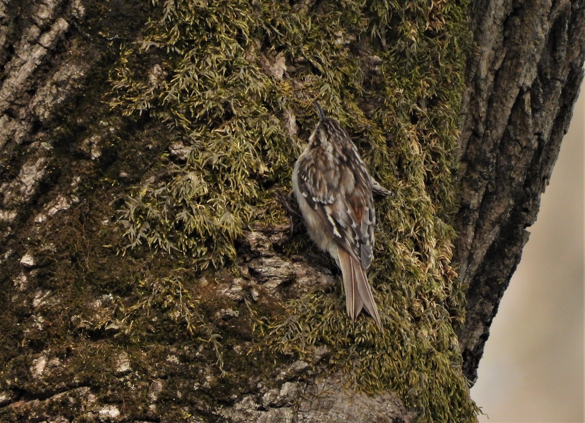 Brown Creeper - ML437232721