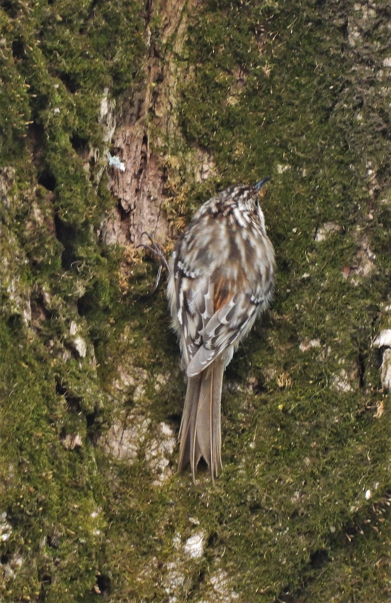 Brown Creeper - ML437232731