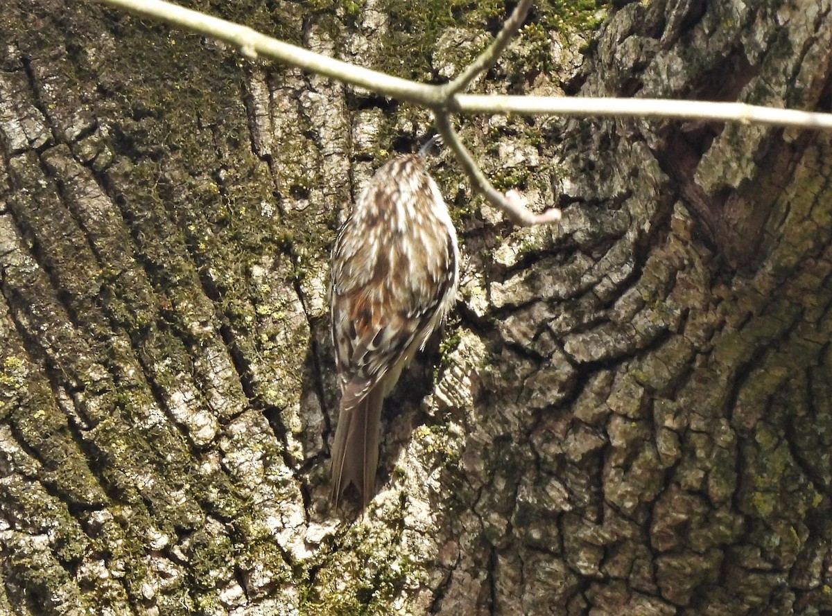 Brown Creeper - ML437232761