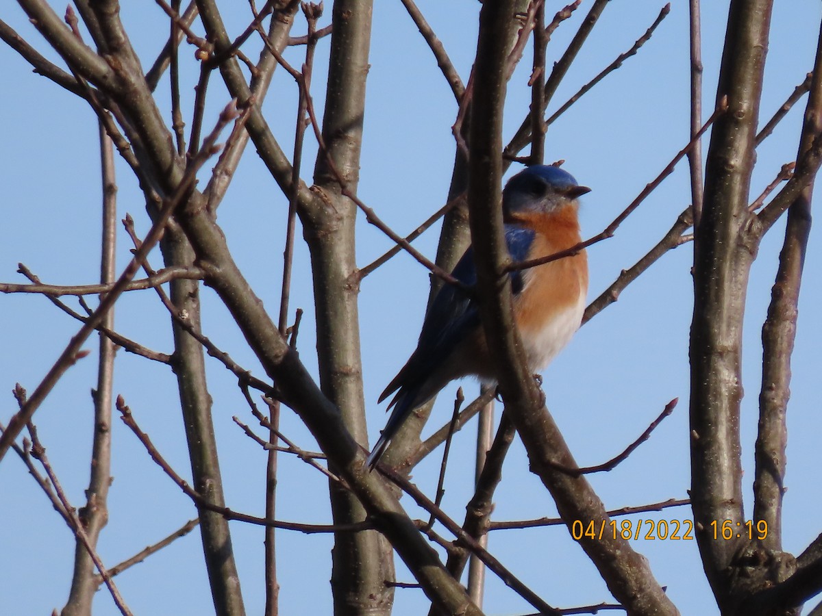 Eastern Bluebird - ML437234511