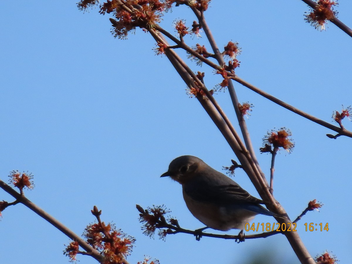 Eastern Bluebird - ML437234521