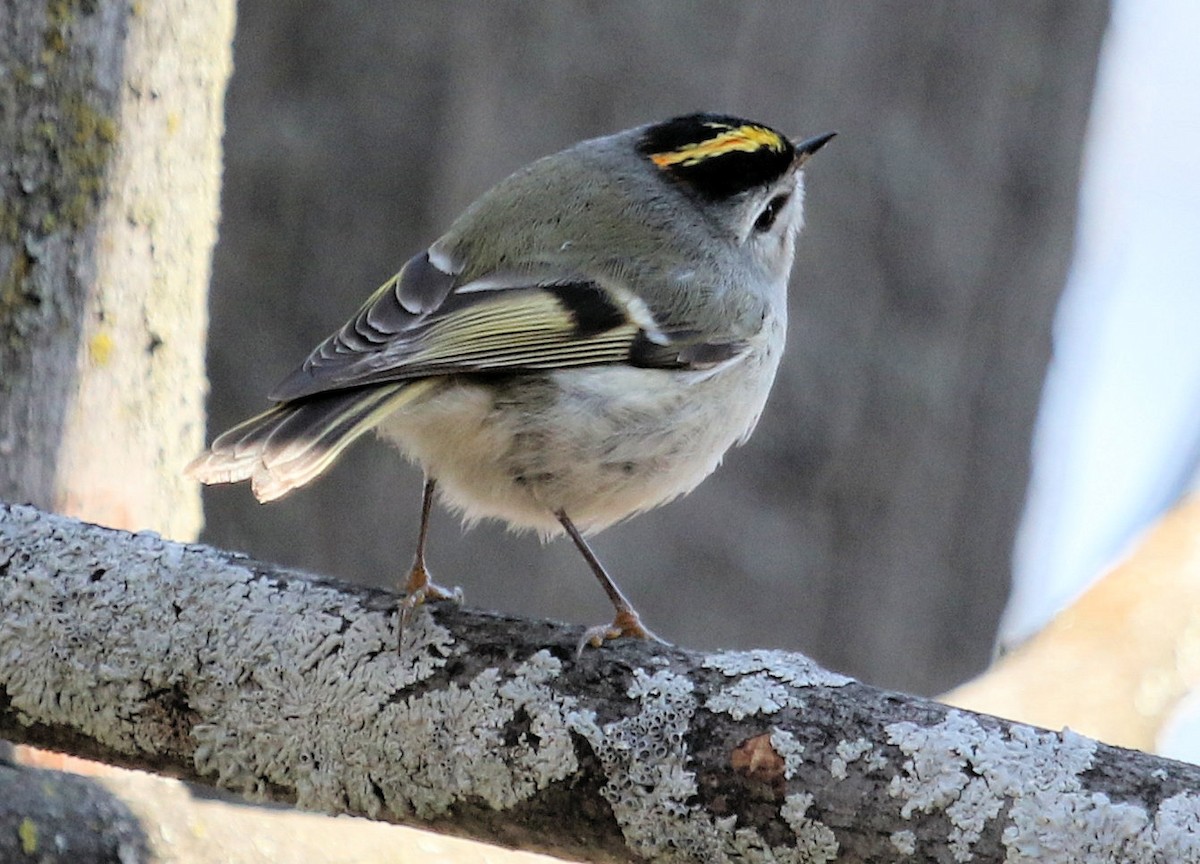 Golden-crowned Kinglet - ML437234561