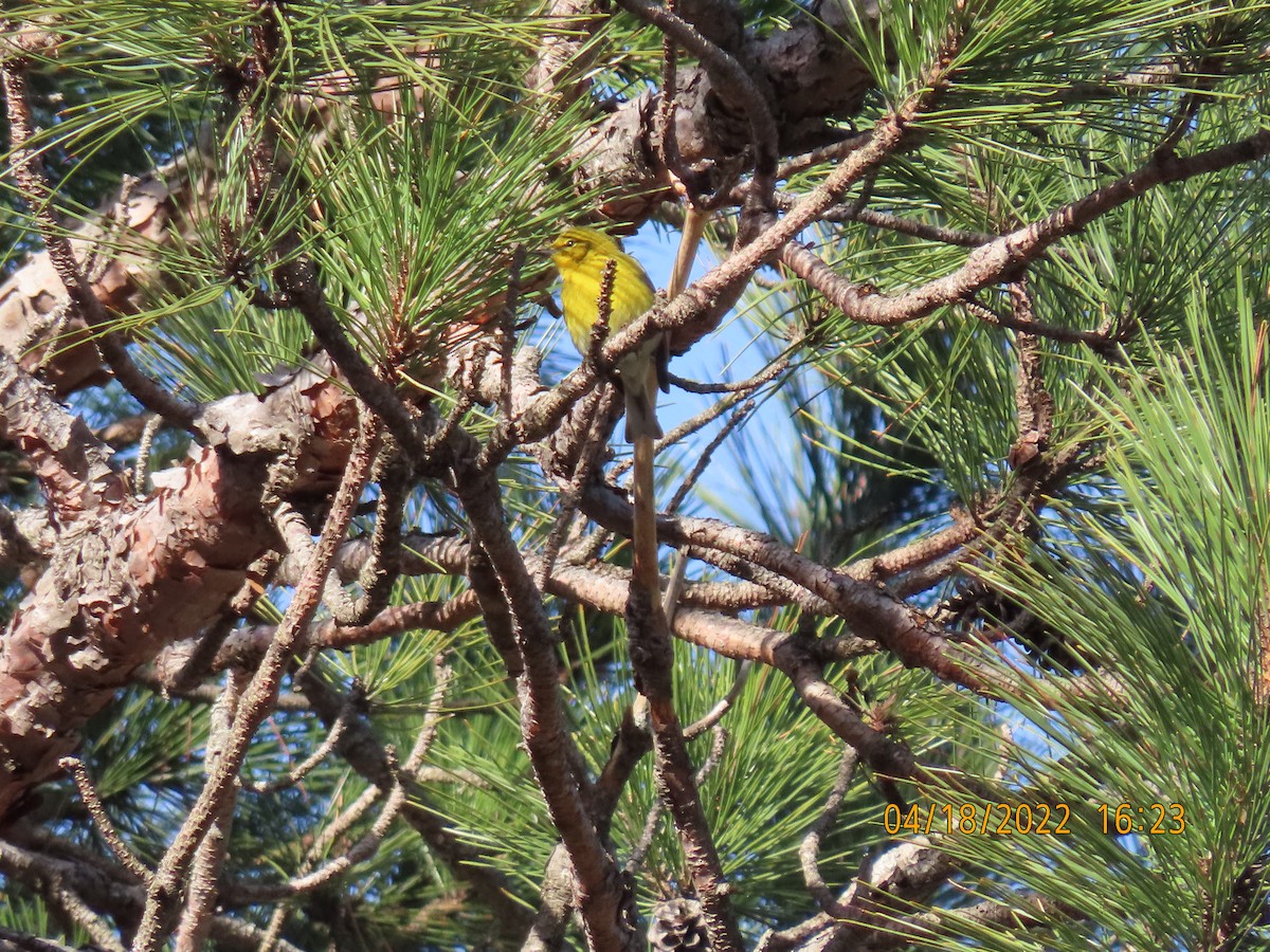 Pine Warbler - ML437235021