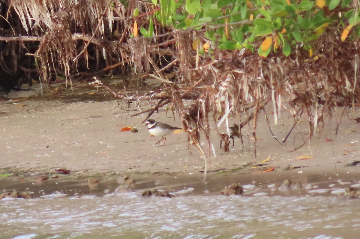 Semipalmated Plover - ML437235601