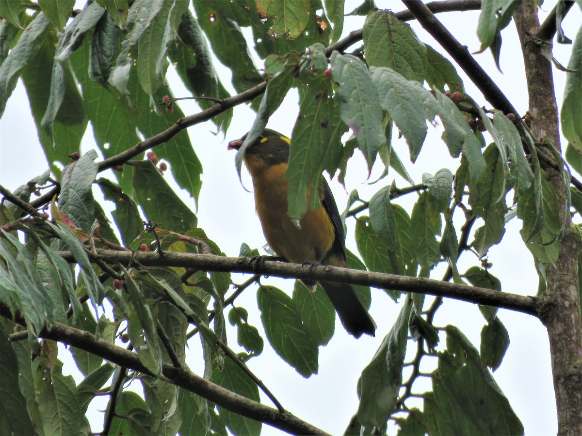 Lacrimose Mountain Tanager - ML437236001