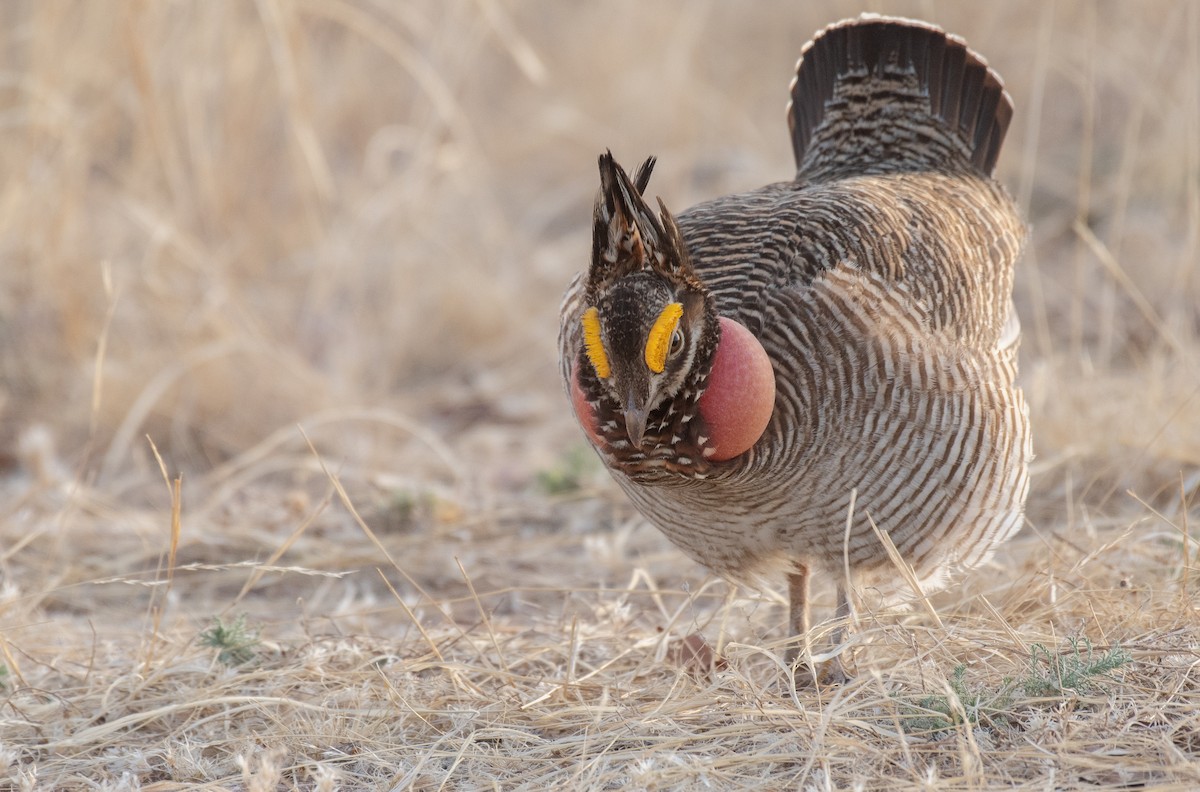 Lesser Prairie-Chicken - Jack Parlapiano