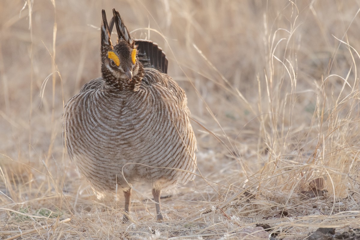Lesser Prairie-Chicken - Jack Parlapiano