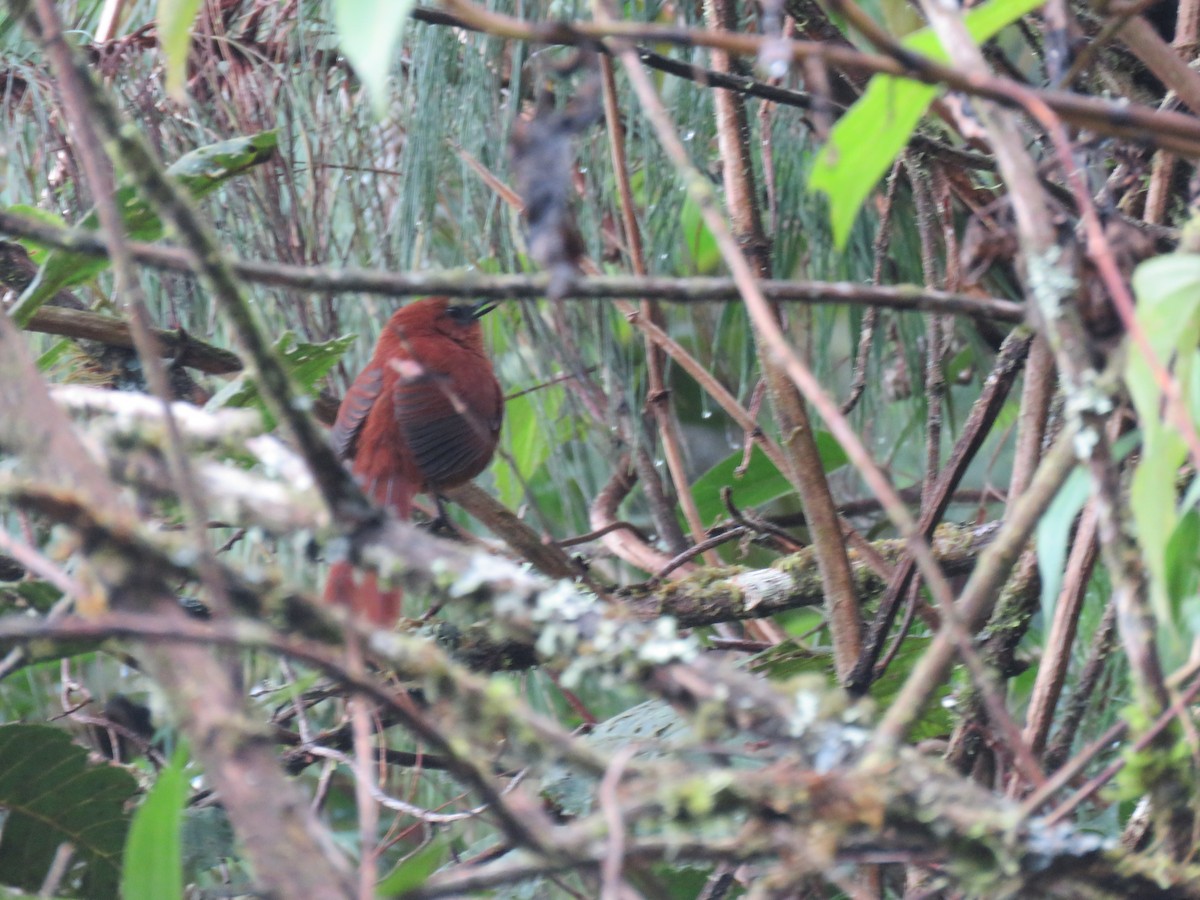 Rufous Spinetail - Elizabeth Skakoon