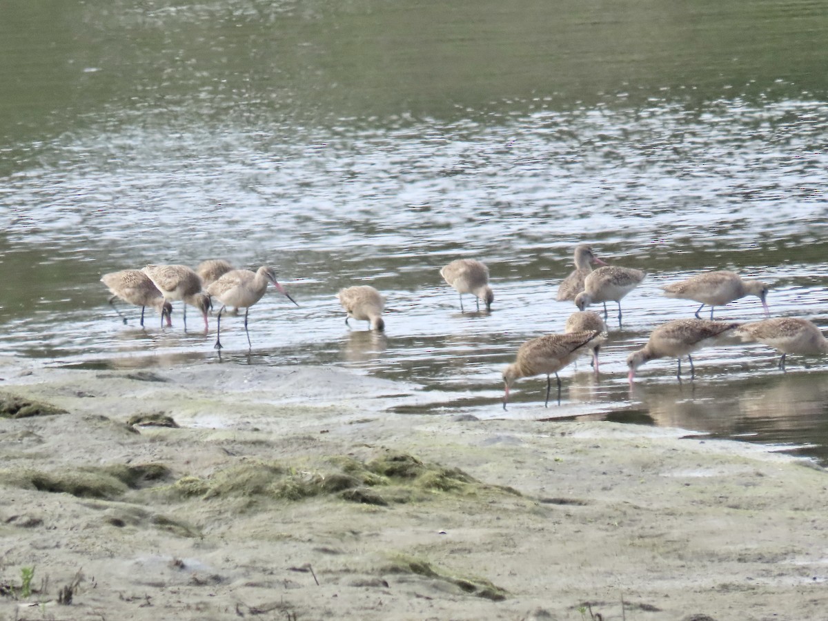 Marbled Godwit - ML437239711