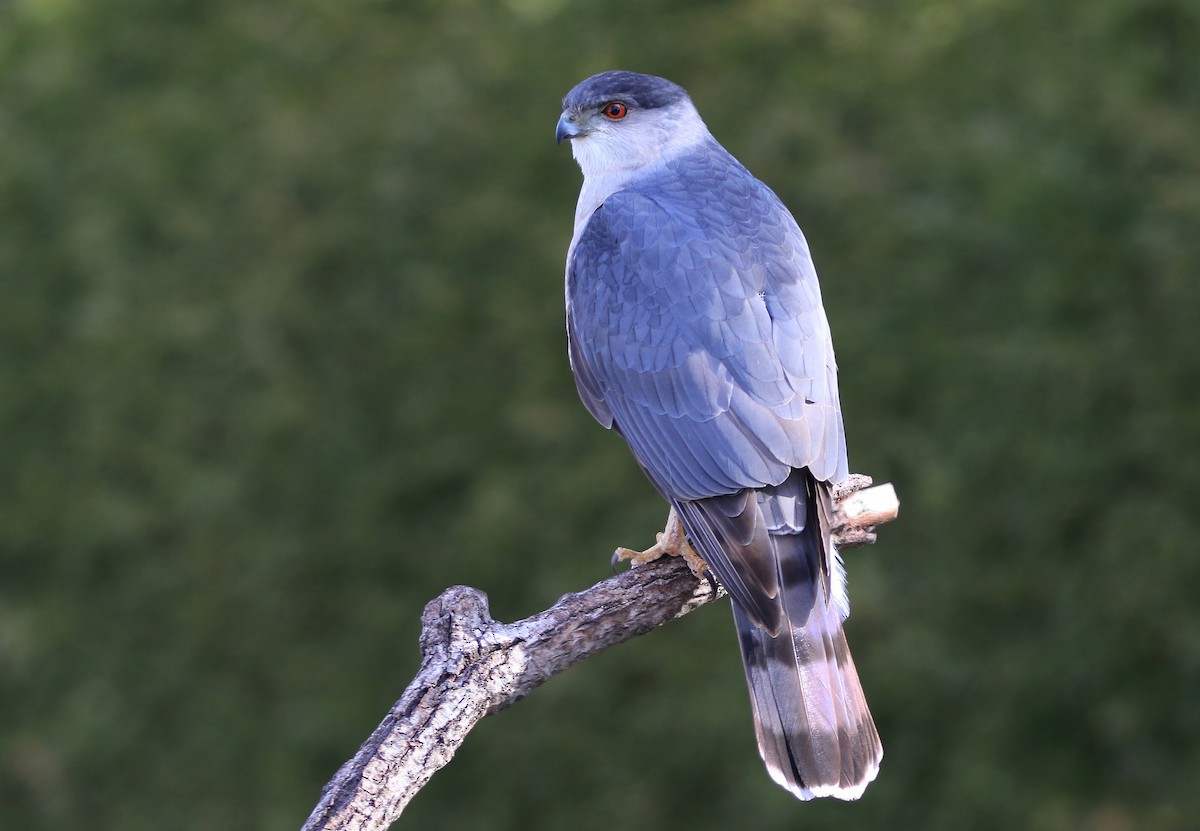 Cooper's Hawk - ML437241181