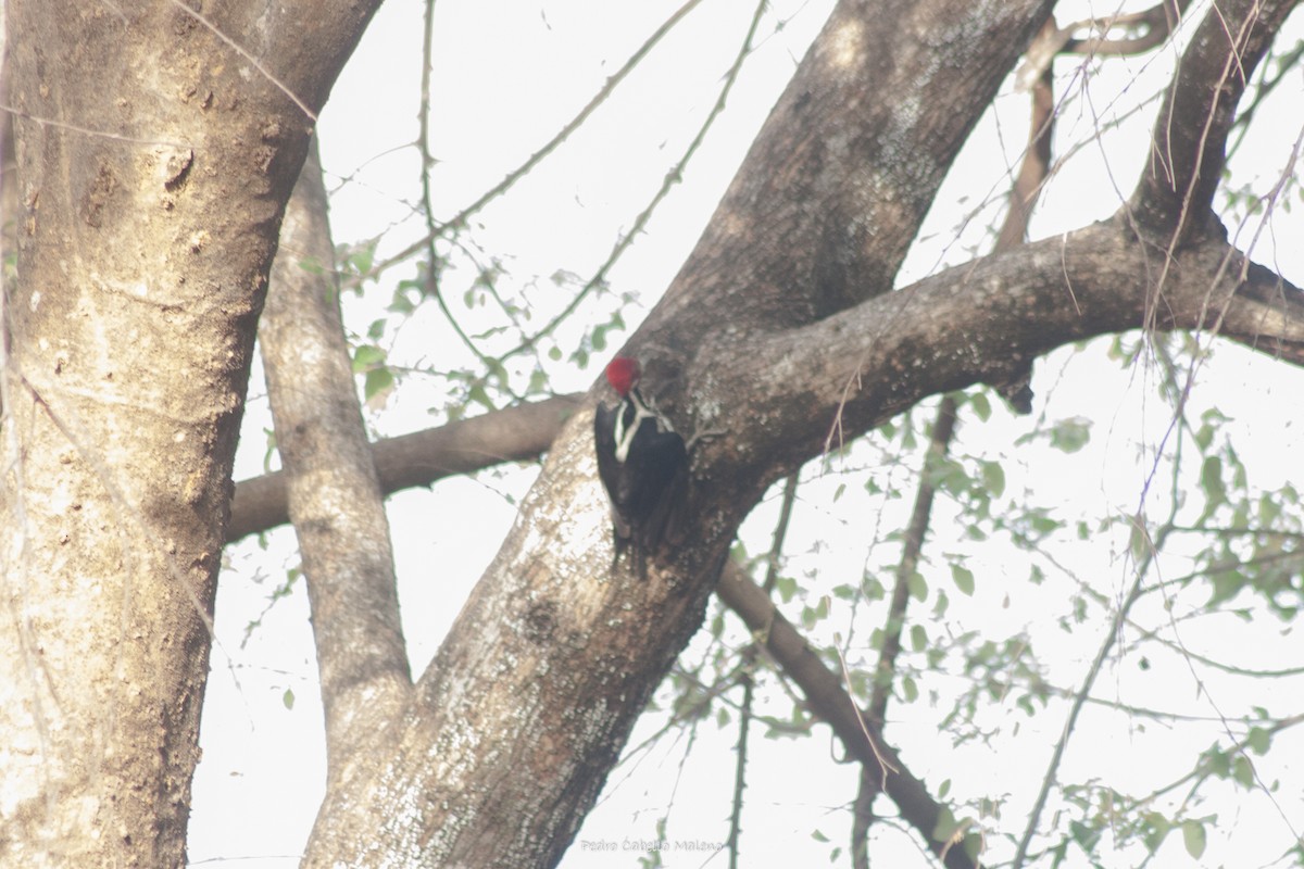 Lineated Woodpecker - ML437242401