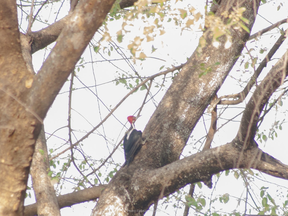 Lineated Woodpecker - ML437242451