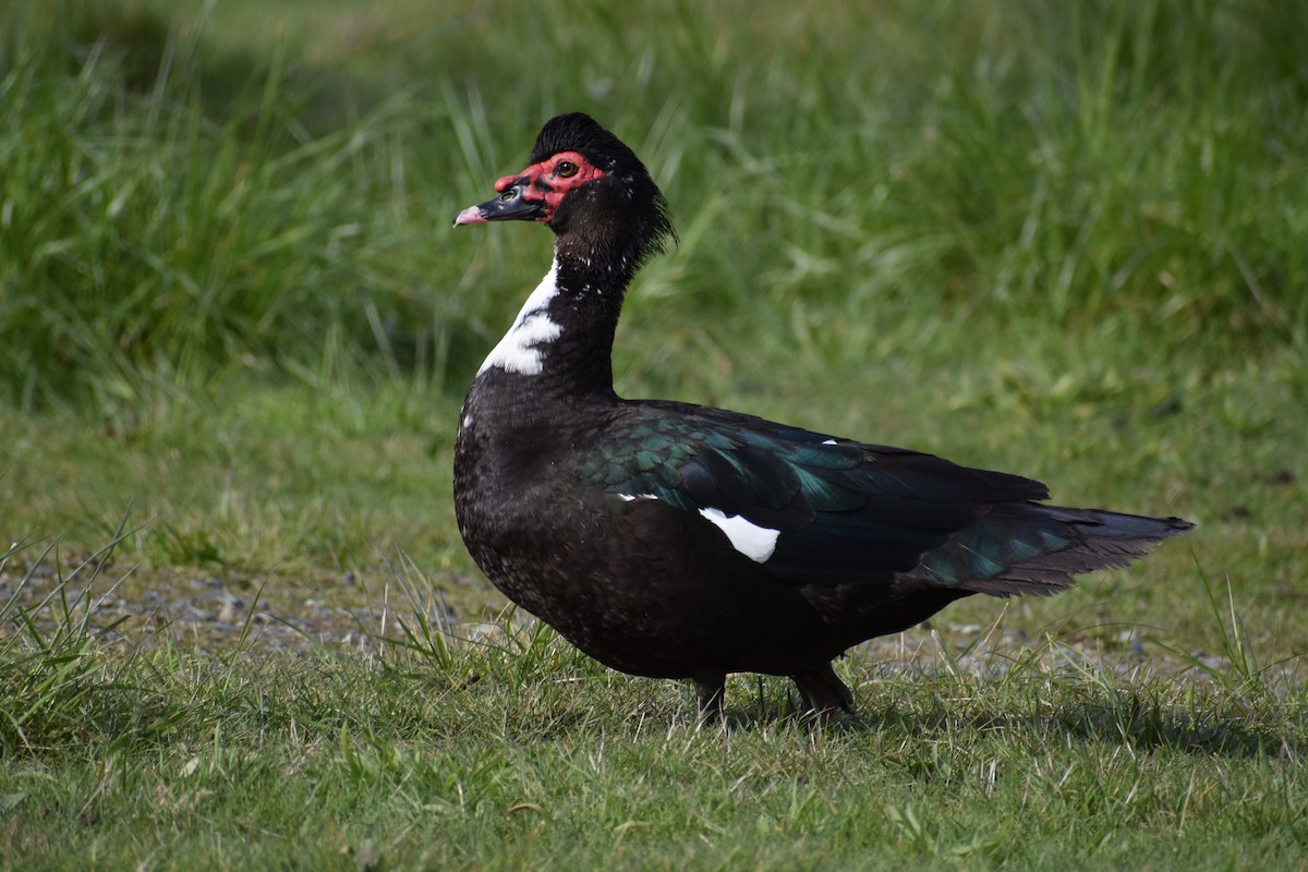 Muscovy Duck (Domestic type) - ML437244711