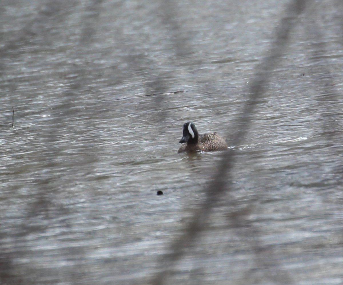 Blue-winged Teal - ML437244921