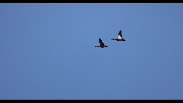 ברווז שחור אמריקני - ML437245731