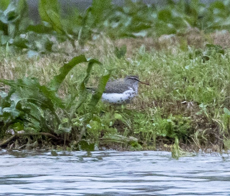 Spotted Sandpiper - ML437246211