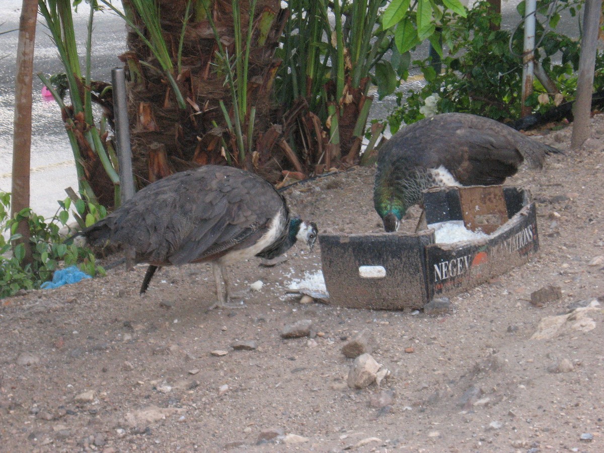 Indian Peafowl - ML437247471
