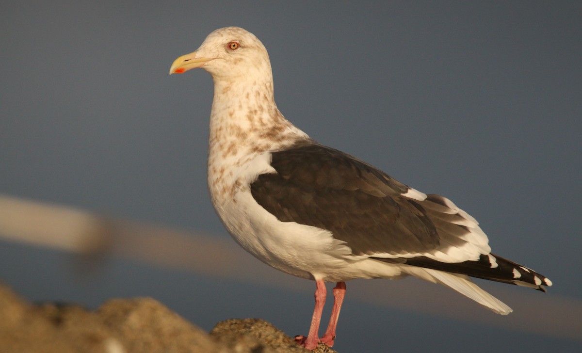 Slaty-backed Gull - Ian Davies
