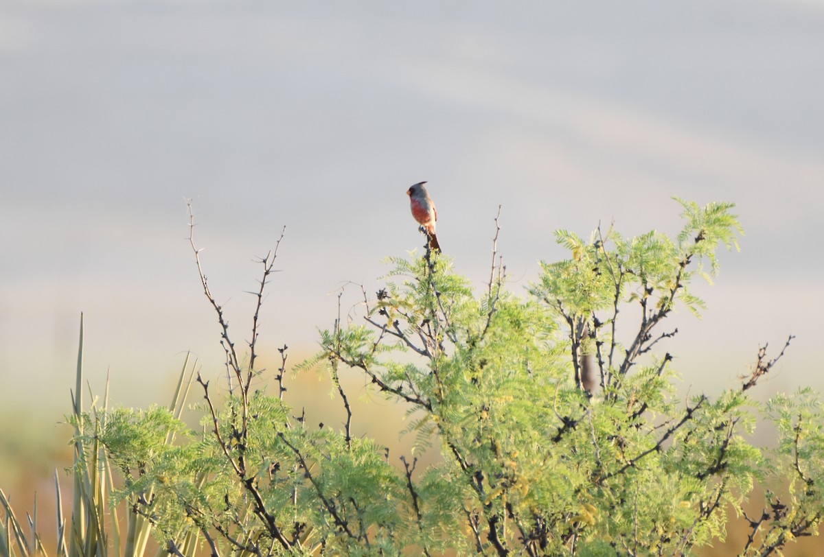 Pyrrhuloxia - Ian Thomson