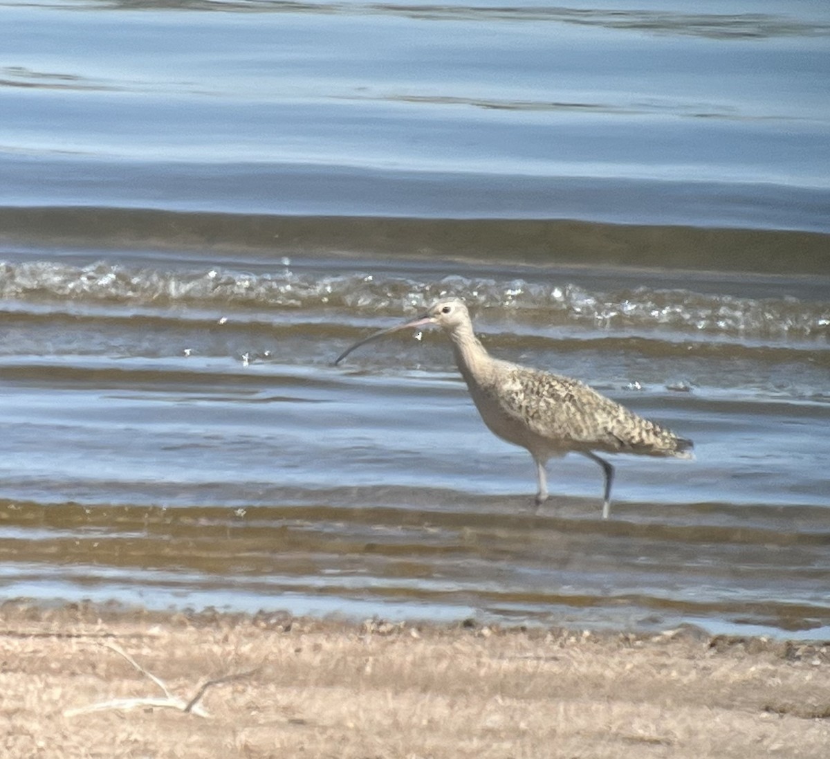 Long-billed Curlew - ML437249161