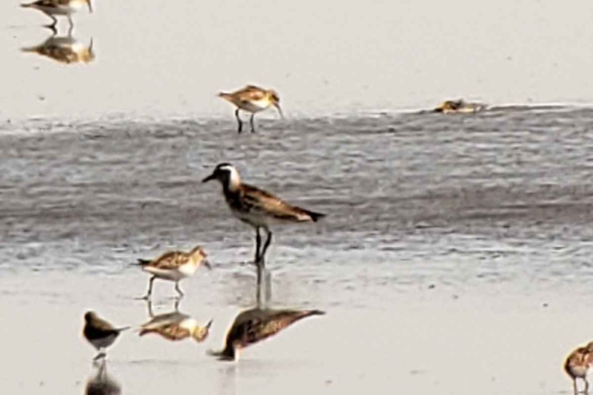 Urre-txirri amerikarra - ML437249871